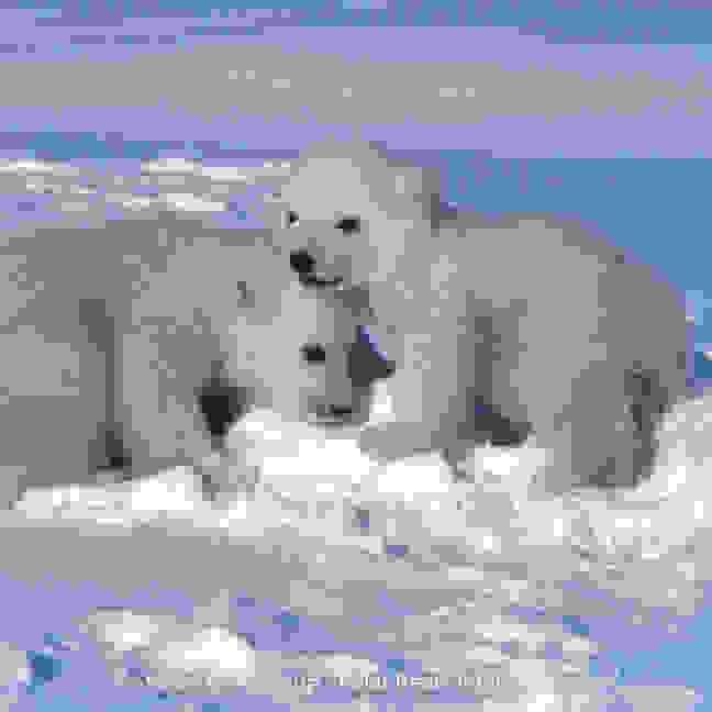 Eisbär Babys
