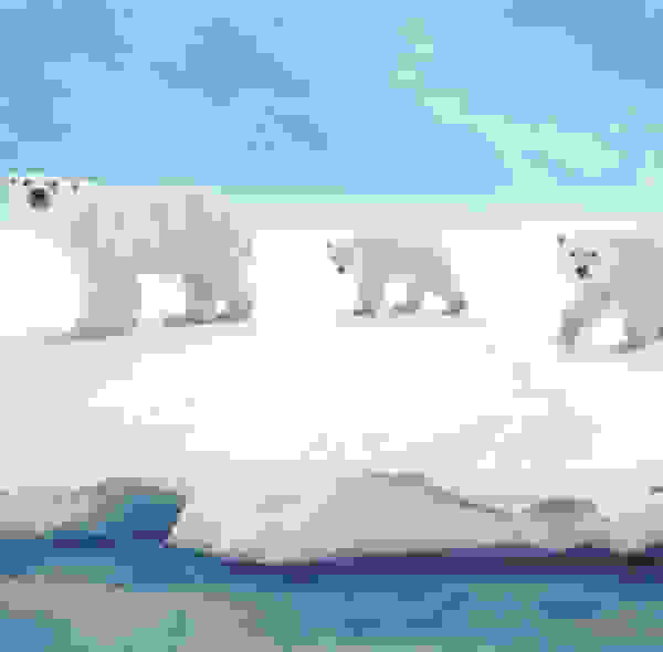 Polar Bären