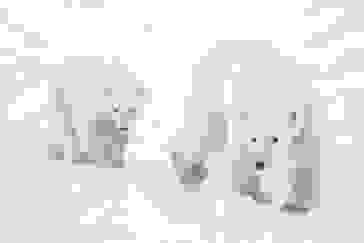 polar bear-lady VICKY with her cub